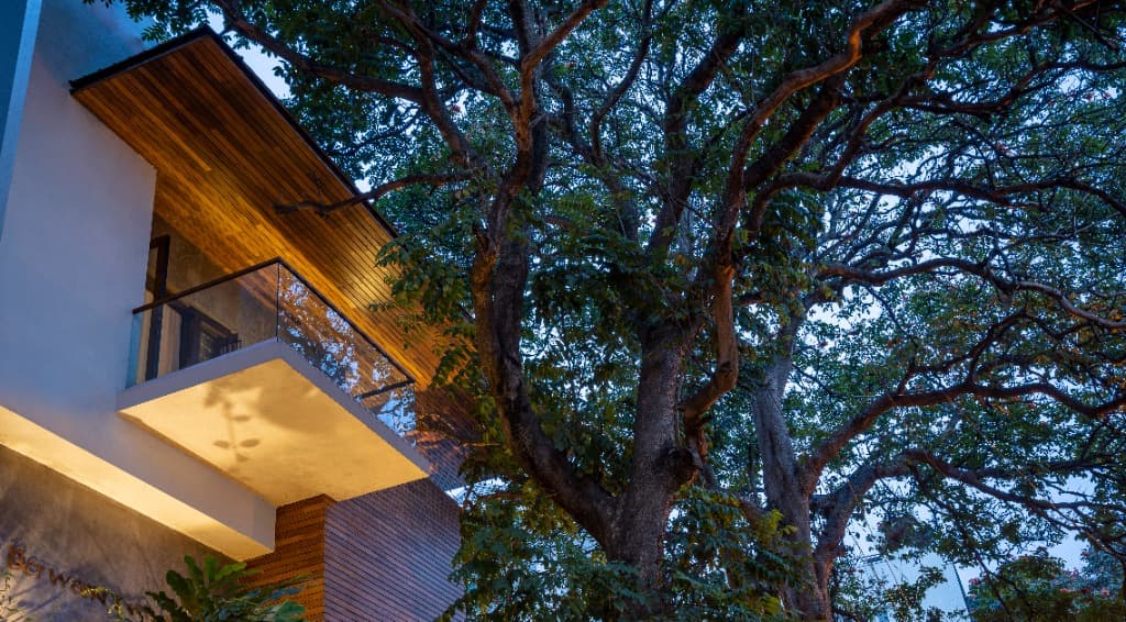 Cantilevered Timber Balcony & Centenary Tree